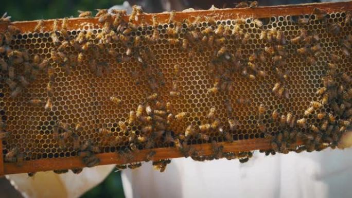 慢动作关闭蜂群，配备全套设备，检查蜂巢是否生产生态和生物蜂蜜。