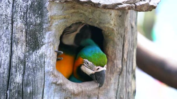 木空心金刚鹦鹉树洞窝两只鸟艳丽彩色