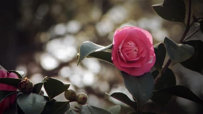 野生粉色玫瑰花。山茶花红色茶花玫瑰花