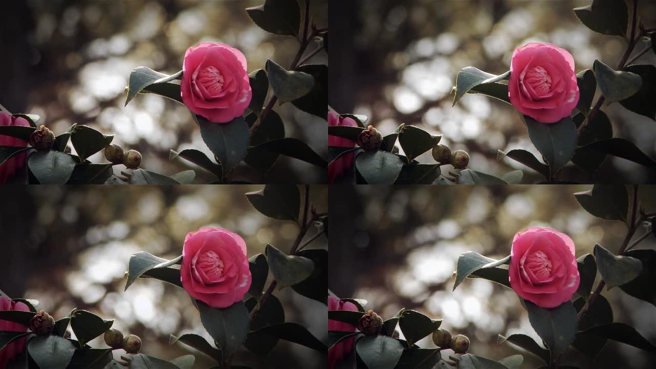 野生粉色玫瑰花。山茶花红色茶花玫瑰花