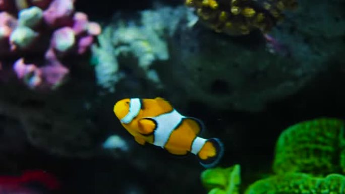 小丑鱼海底世界海洋生物探索小丑鱼