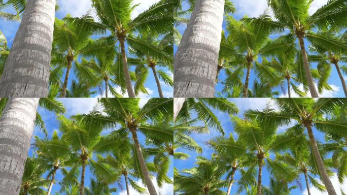 慢动作: 高耸的鲜艳绿色棕榈树冠层在柔和的风中沙沙作响