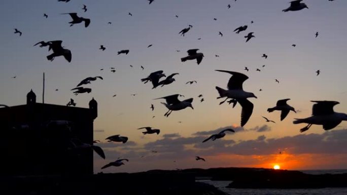 日落时斯卡拉港的飞行海鸥和索维拉城堡的轮廓。摩洛哥。