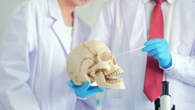 在生命科学实验室工作的卫生保健研究人员人体骨骼模型。教育主题