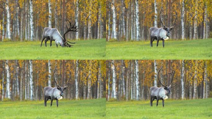 草地上的大鹿在秋天的桦树背景下。芬兰拉普兰。UHD, 4K