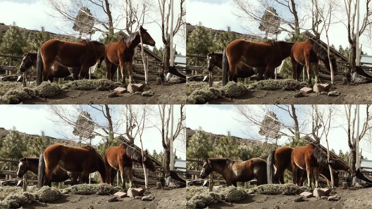 马在阿根廷内乌肯省巴塔哥尼亚用树挠头。
