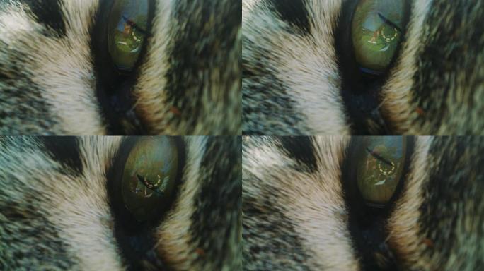猫眼眨眼