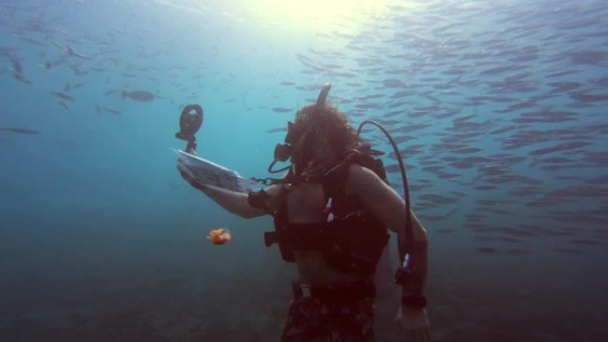 在鱼中感到自由海底潜水拍摄鱼群海底生物拍