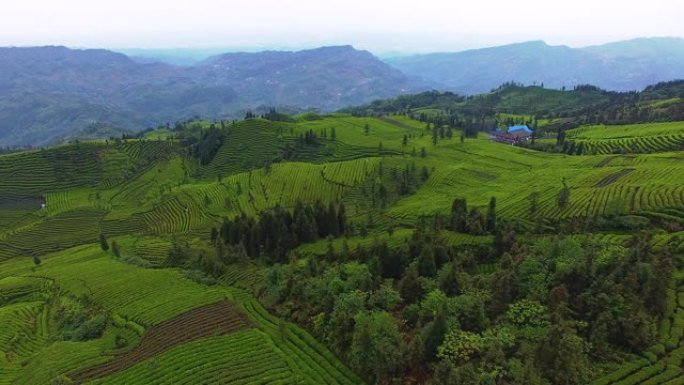 茶园美丽的风景生态茶园茶叶种植绿水青山