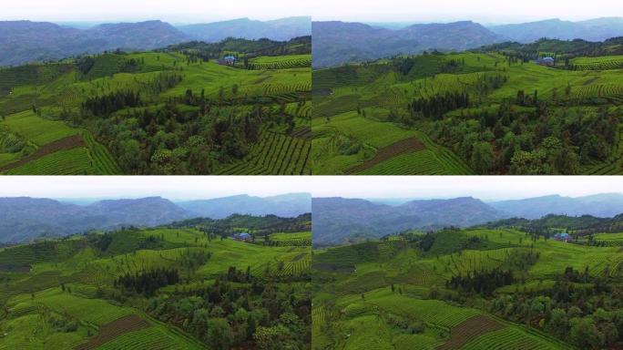茶园美丽的风景生态茶园茶叶种植绿水青山