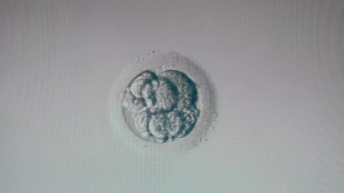 显微镜下显示的浸渍卵细胞