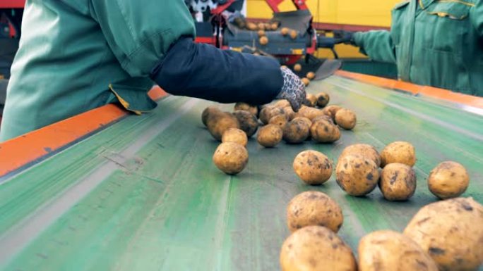 两名工人在工厂的传送带上分类土豆，关闭。