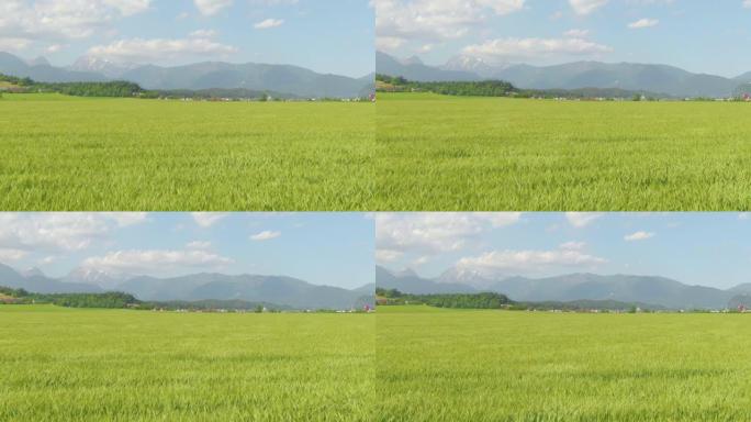 无人机: 有机种植的小麦在吹过乡村的微风中摇曳。