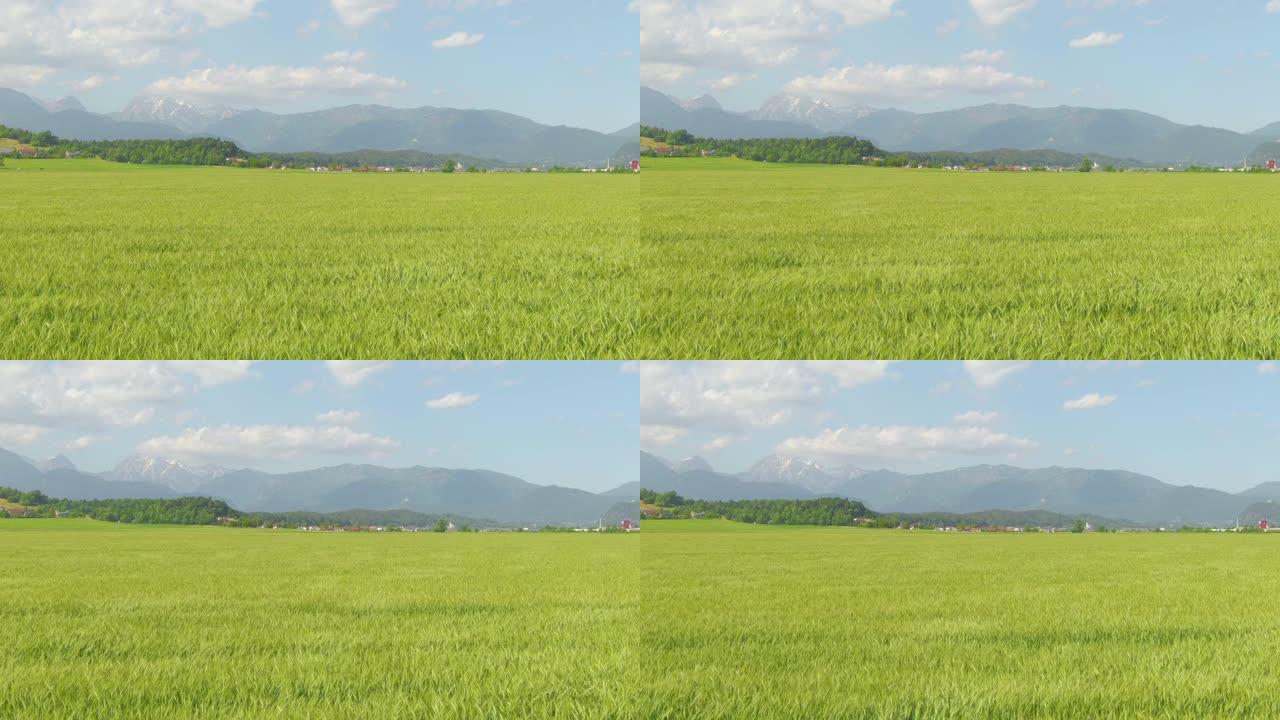 无人机: 有机种植的小麦在吹过乡村的微风中摇曳。