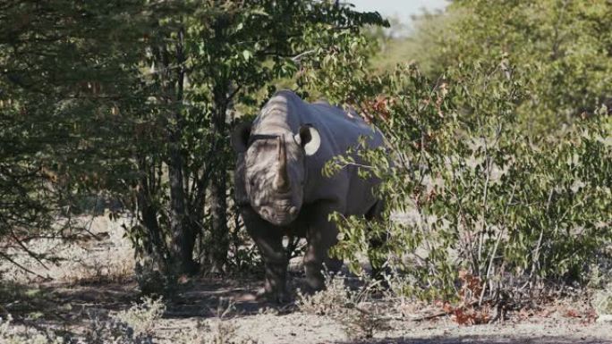 纳米比亚埃托沙国家公园，一只雌性黑犀牛站在植被中的4k视图