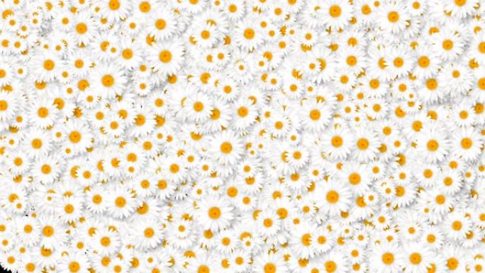 美丽的长花白色洋甘菊覆盖屏幕。盛开的花朵动画与阿尔法哑光。对过渡很有用。春天的自然与新生活理念。
