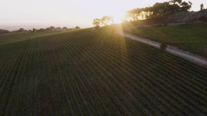 南非西开普省一个葡萄酒庄园的葡萄园和灌溉大坝