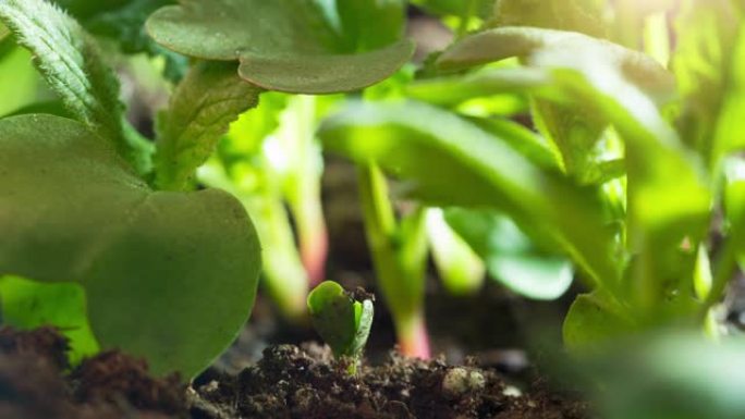 蔬菜植物的小种子发芽和生长延时