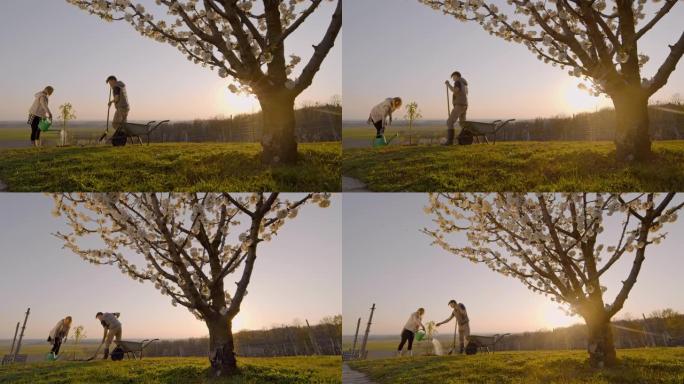 WS夫妇在日落时在阳光明媚，田园诗般的乡村山坡上种植和浇水果树