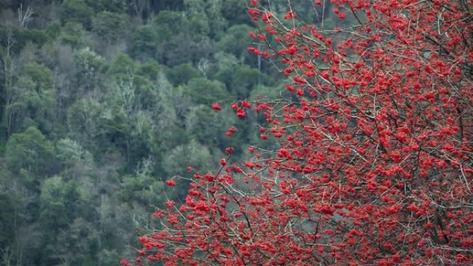 阿根廷巴塔哥尼亚一座小山上的红树。