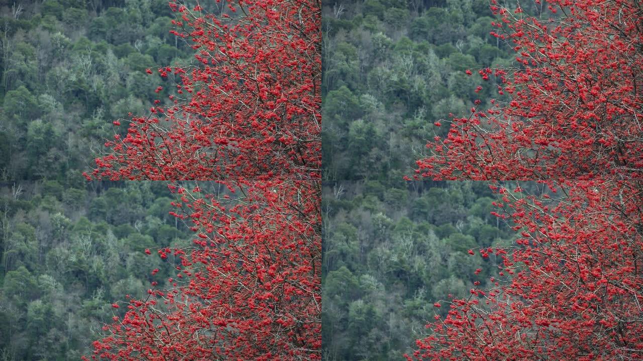 阿根廷巴塔哥尼亚一座小山上的红树。
