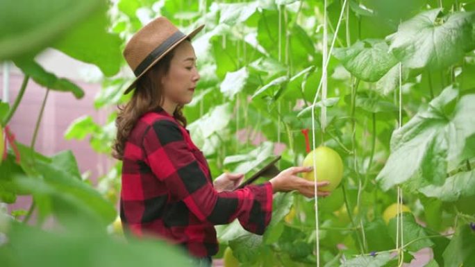 农民使用数字平板电脑检查植物