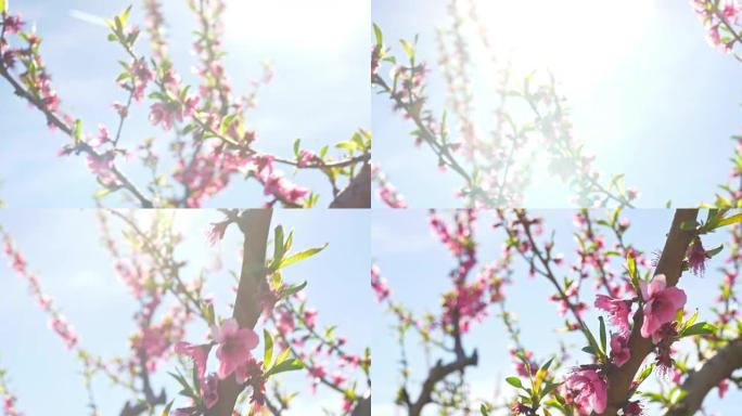 春天的桃树上的太阳
