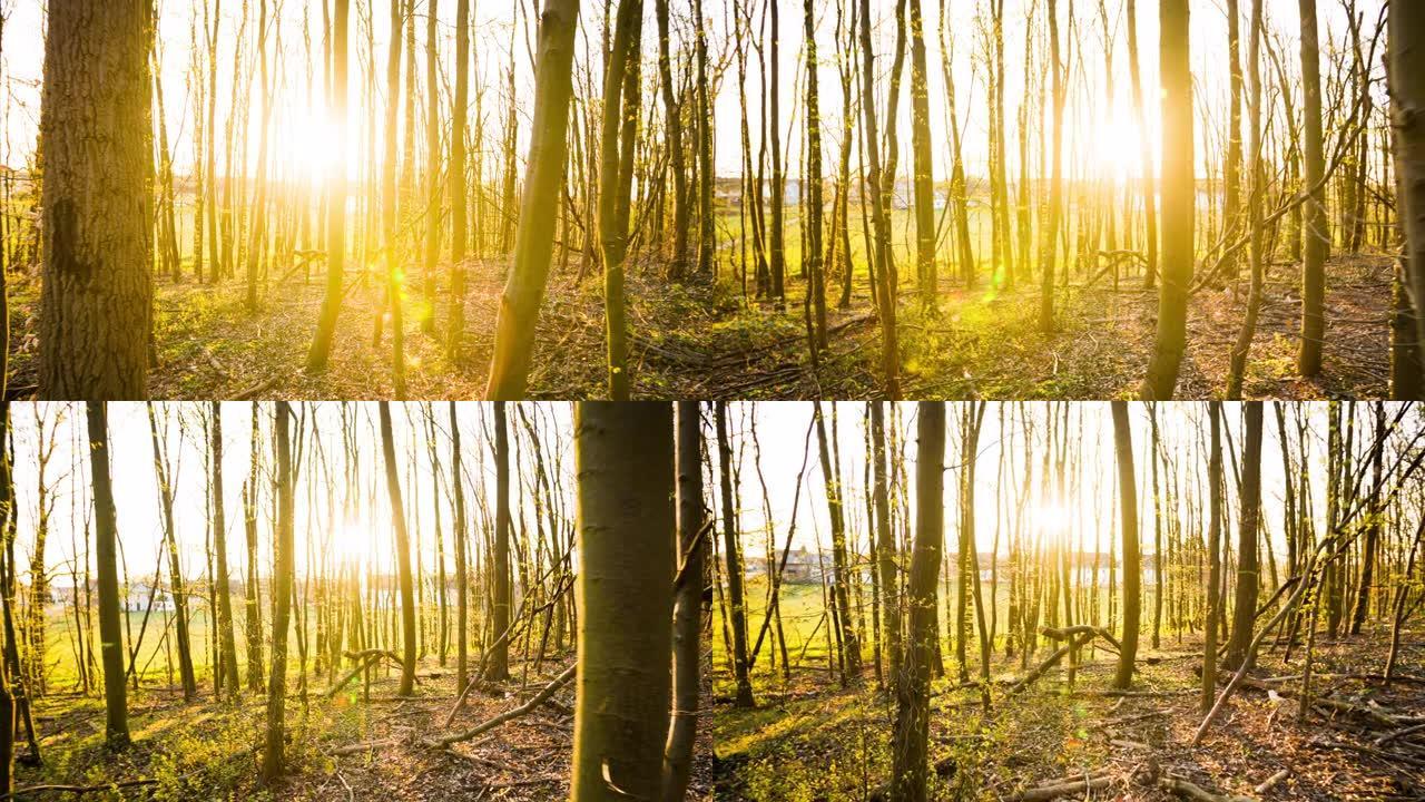 阳光充足的森林 -- 稳定的凸轮