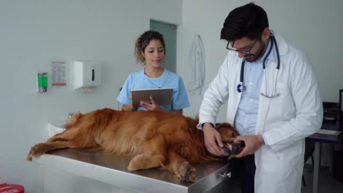 拉丁美洲兽医在咨询处检查金毛寻回犬，而助手在平板电脑上做笔记