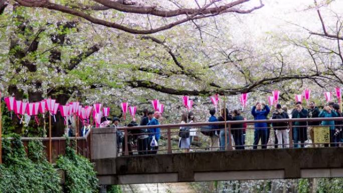 日本东京目黑河樱花落下的时间流逝