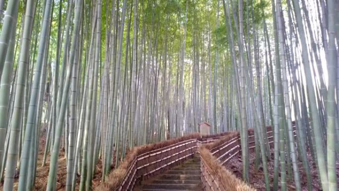 走道竹隧道命名为京都的岚山竹林，日本旅游地标