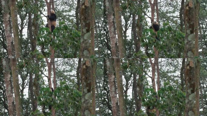 一只可爱的小熊猫从树上爬下来
