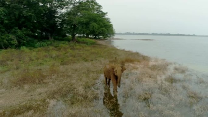 婴儿大象女士在水中涉水，看着相机，斯里兰卡