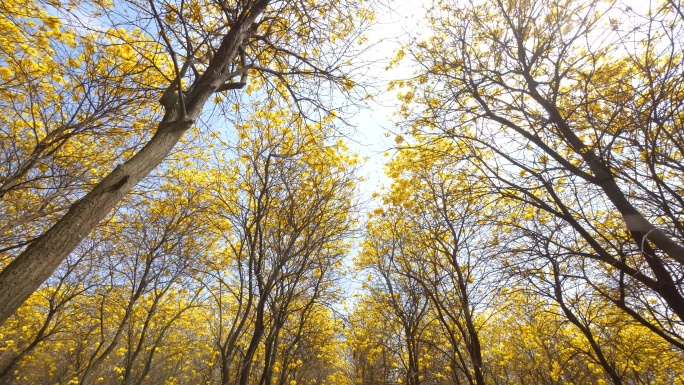 黄花风铃木树林