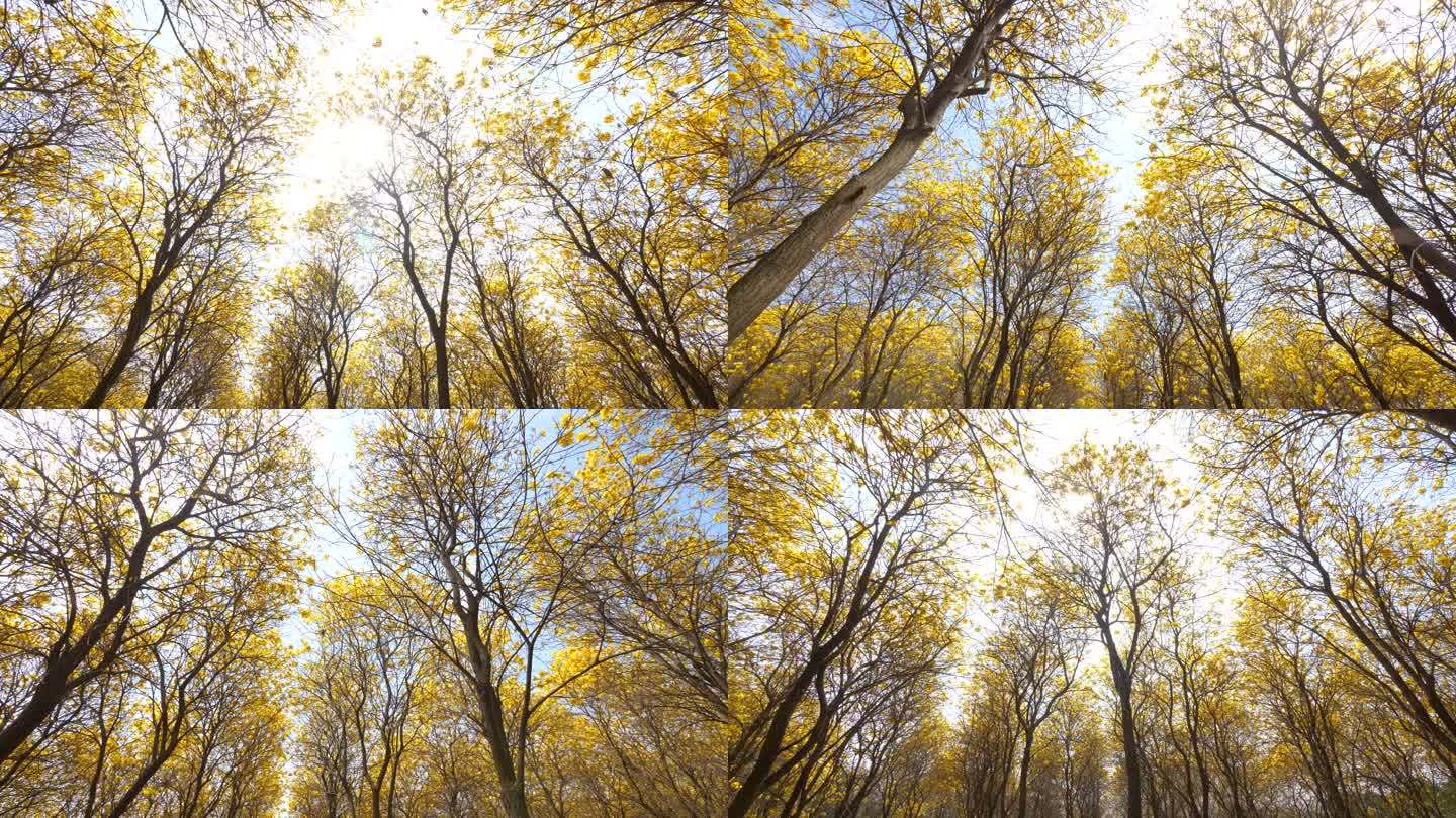 黄花风铃木树林