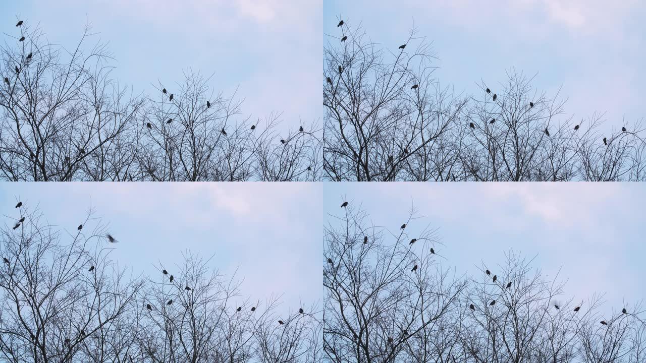 鸟群在冬季树顶4k