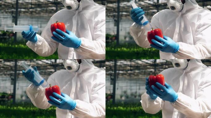 一位植物学家用注射器中的液体填充甜椒。