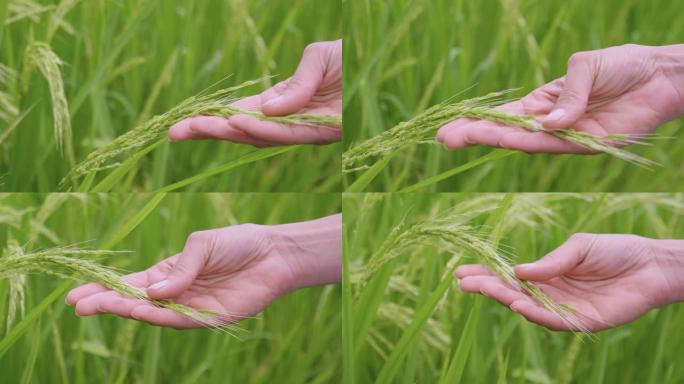 在稻田中间的一个种植园中，一只手触摸水稻植物。
