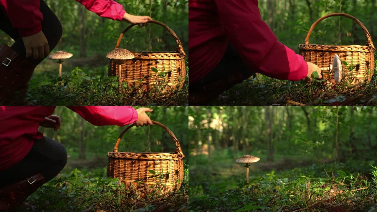 女士在森林里用篮子收获蘑菇