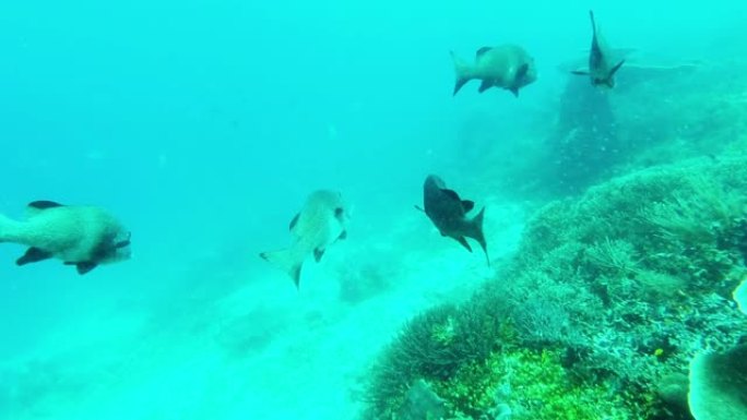 试图融入海洋生物热带鱼群海洋大海野生动物