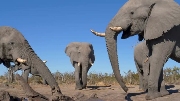 博茨瓦纳，五头大象在水坑里站着喝酒的4k特写镜头