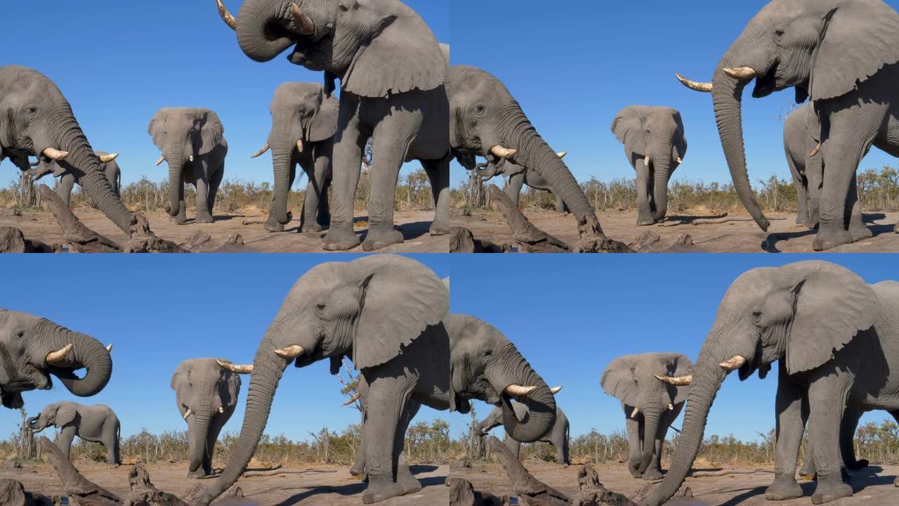 博茨瓦纳，五头大象在水坑里站着喝酒的4k特写镜头