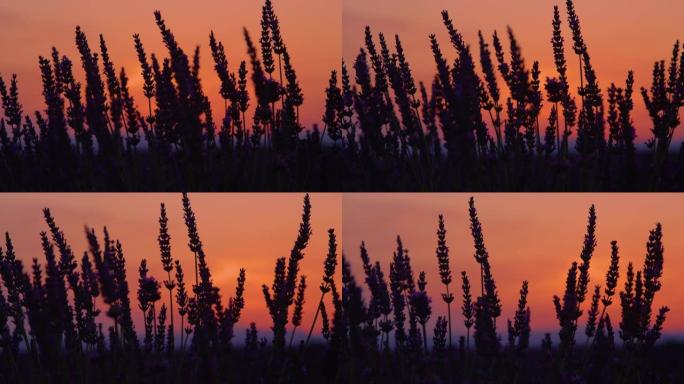 特写:春季日出时紫罗兰和薰衣草茎的剪影。