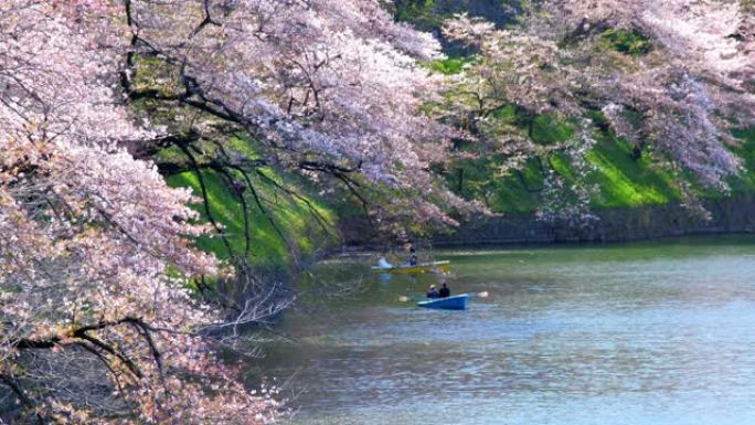 日本东京Chidorigafuchi公园公园的樱花，慢动作