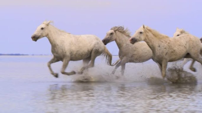 潘卡马格马在沙滩上泼洒浅水