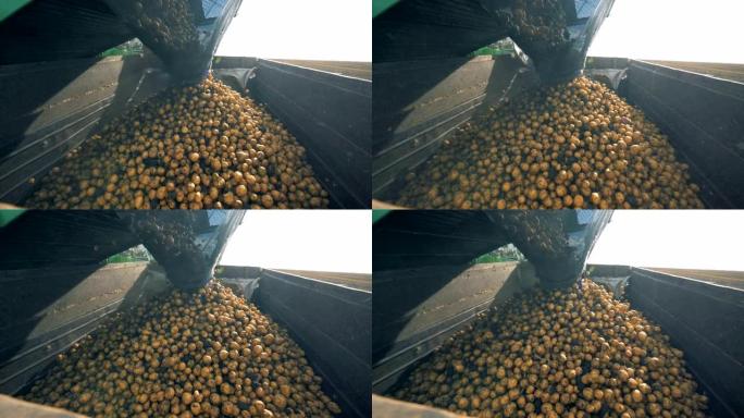 土豆掉进拖拉机容器，特写。