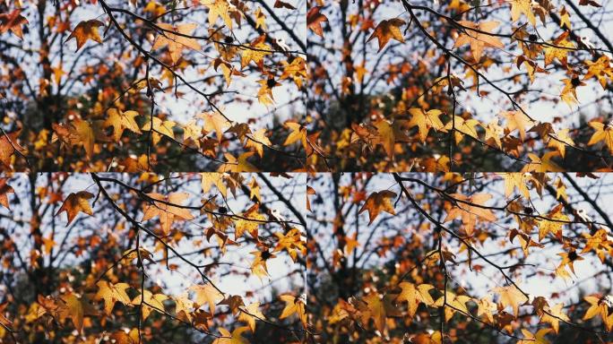 树上的黄色秋叶。