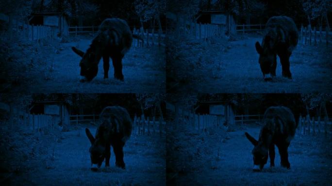夜间放牧的驴吃草农村乡间