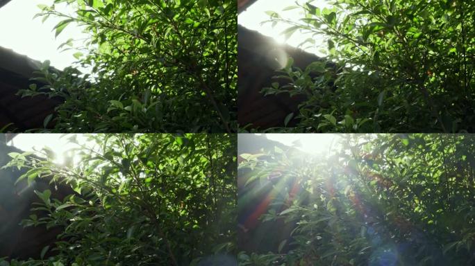 从较低角度拍摄的4k大树镜头
