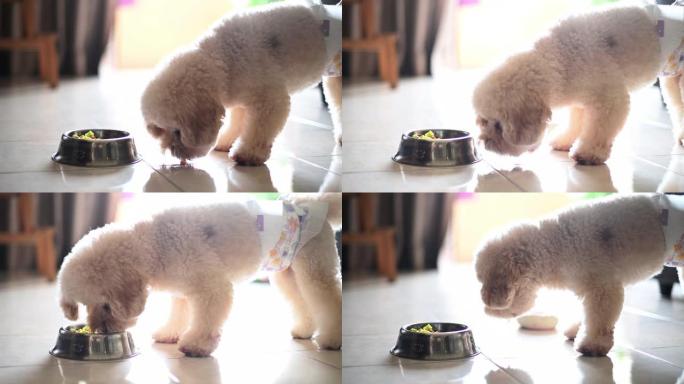 一只带尿布的玩具贵宾犬公狗的侧视图在客厅的碗里吃饭
